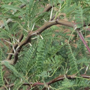 Mesquite Thorns